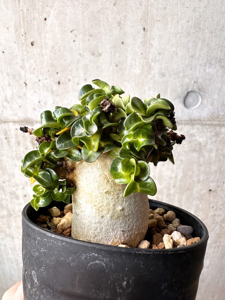 【現品限り】アデニウム・DHA 大株 葉巻【C87】 Adenium DHA