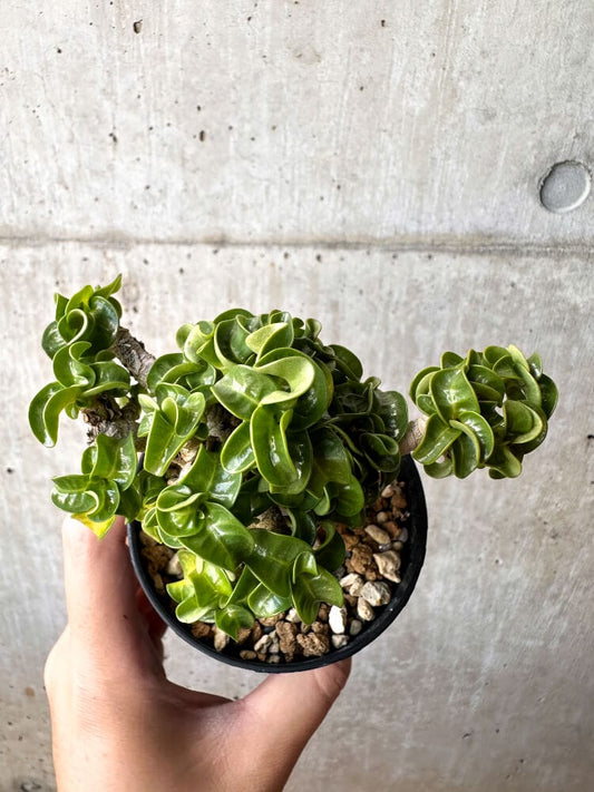 【現品限り】アデニウム・DHA 大株 葉巻【C89】 Adenium DHA
