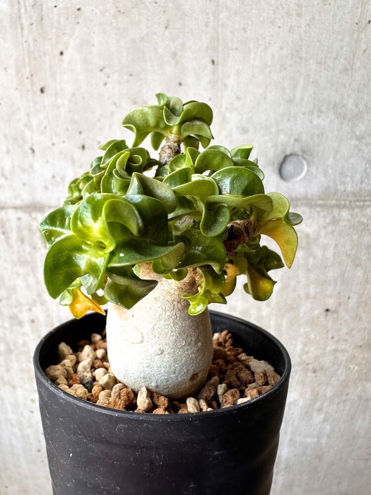 【現品限り】アデニウム・DHA 大株 葉巻【C89】 Adenium DHA