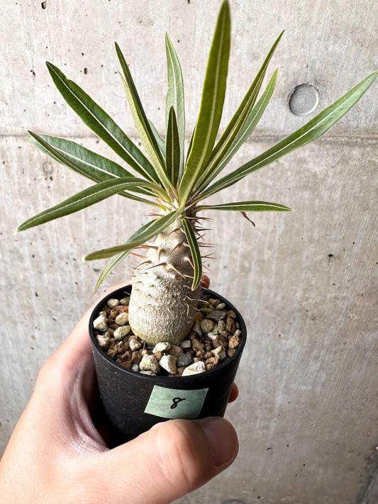 【現品限り】パキポディウム・グラキリス 実生【C8】 Pachypodium gracilius