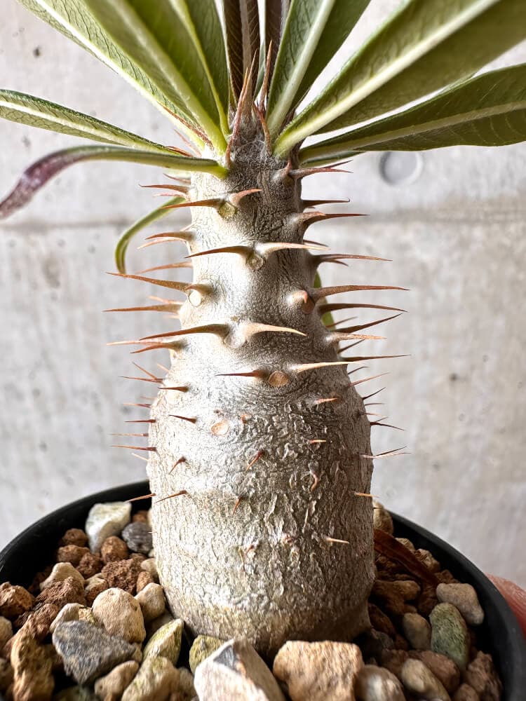 【現品限り】パキポディウム・グラキリス 実生【C8】 Pachypodium gracilius