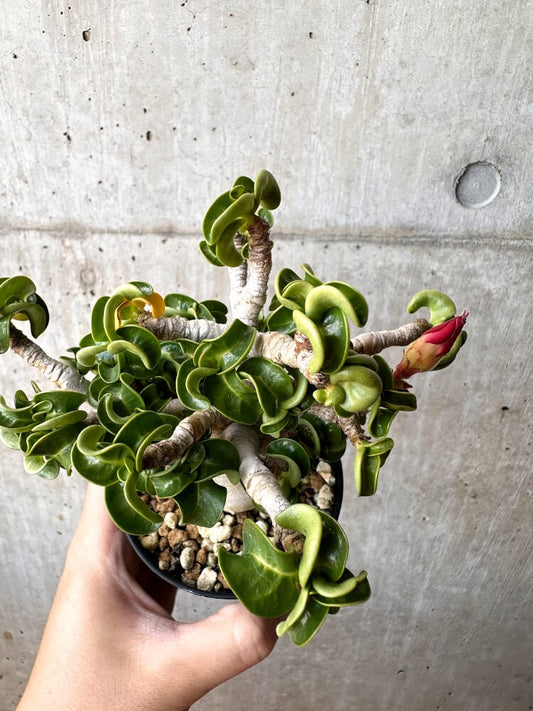 【現品限り】アデニウム・DHA 大株 葉巻【C90】 Adenium DHA