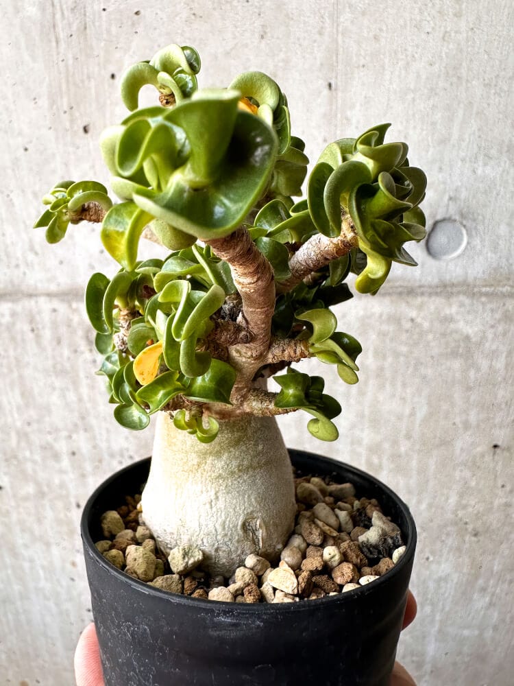 【現品限り】アデニウム・DHA 大株 葉巻【C90】 Adenium DHA