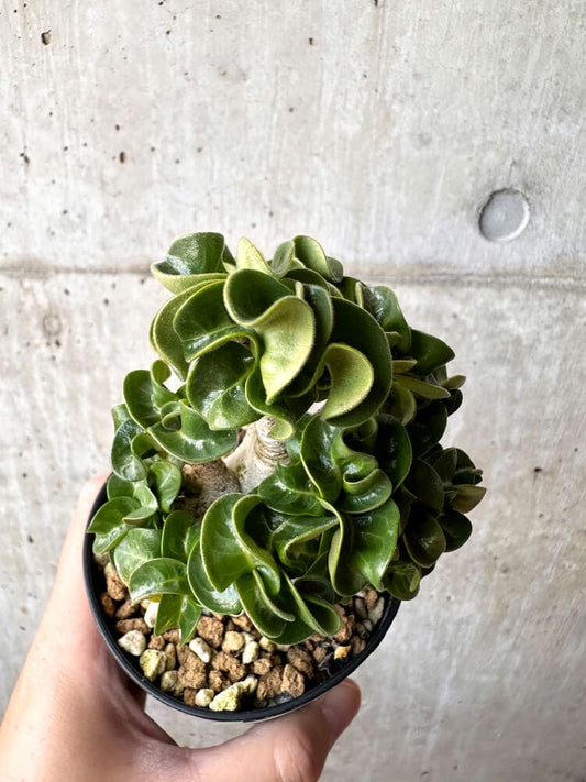 【現品限り】アデニウム・DHA 大株 葉巻【C91】 Adenium DHA