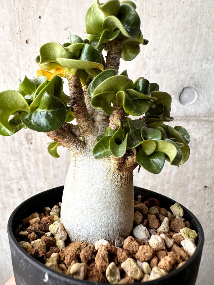 【現品限り】アデニウム・DHA 大株 葉巻【C91】 Adenium DHA