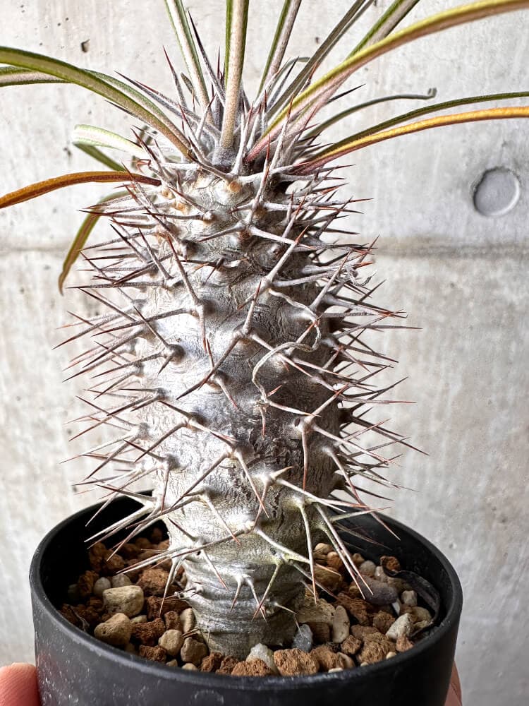 【現品限り】パキポディウム・ゲアイー2018年実生【C95】 Pachypodium geayi