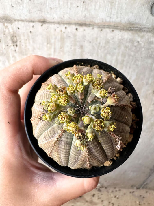 【現品限り】ユーフォルビア・オベサ オス 美株 南アフリカ由来【C97】 Euphorbia obesa