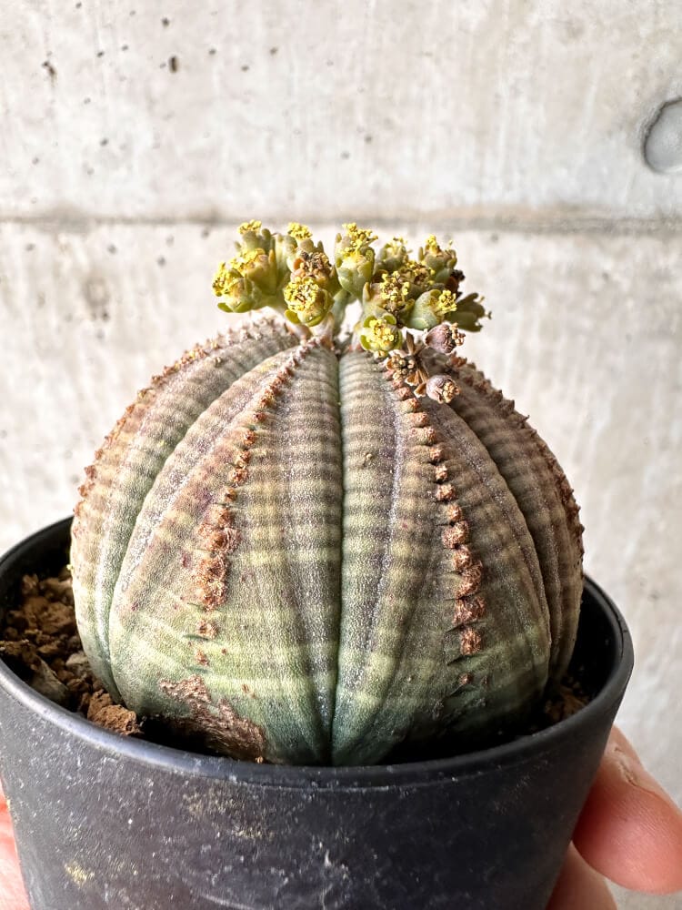 【現品限り】ユーフォルビア・オベサ オス 美株 南アフリカ由来【C97】 Euphorbia obesa