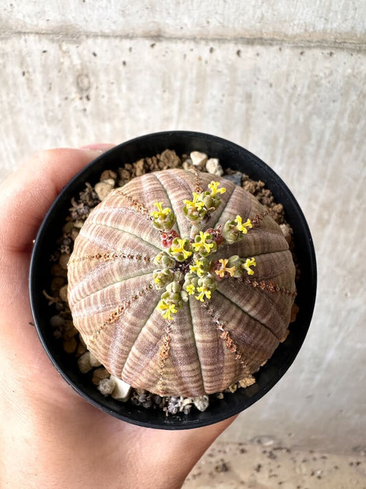 【現品限り】ユーフォルビア・オベサ メス 美株 南アフリカ由来【C98】 Euphorbia obesa