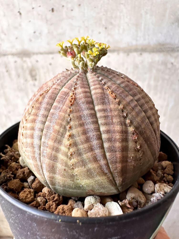 【現品限り】ユーフォルビア・オベサ メス 美株 南アフリカ由来【C98】 Euphorbia obesa