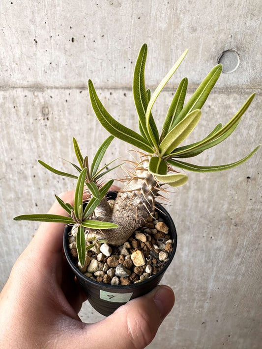 【現品限り】パキポディウム・グラキリス 実生【C9】 Pachypodium gracilius