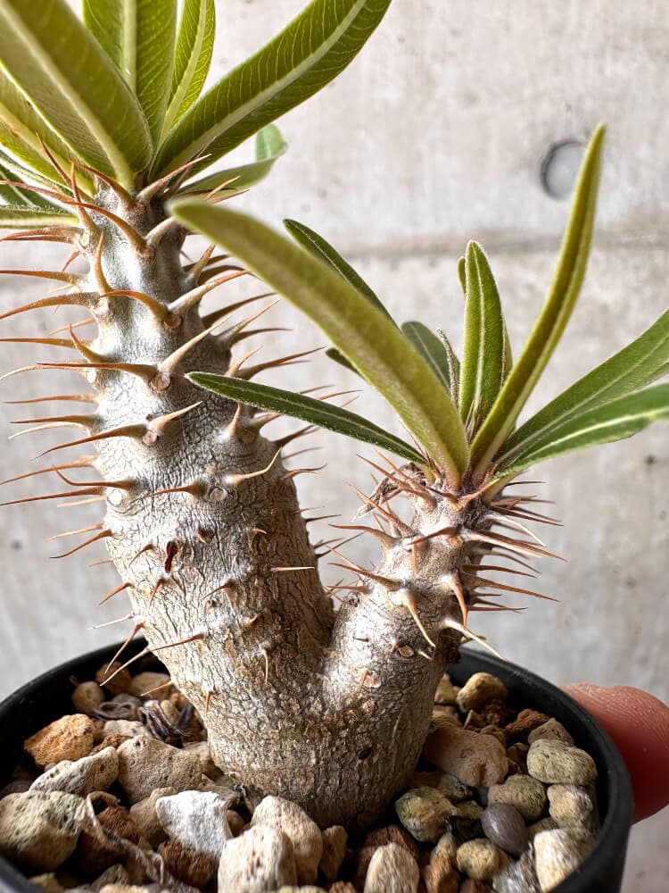 【現品限り】パキポディウム・グラキリス 実生【C9】 Pachypodium gracilius