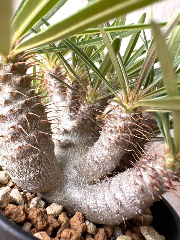 【現品限り】パキポディウム・グラキリス 実生 大株【D16】 Pachypodium gracilius