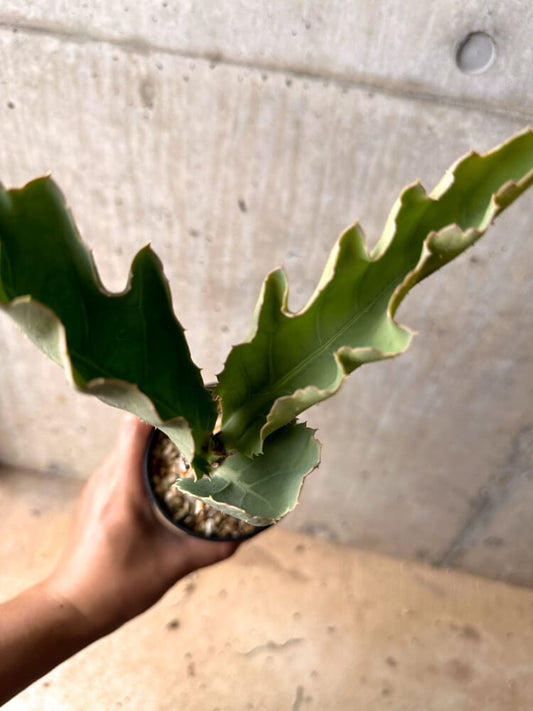 【現品限り】キフォステンマ・バイネシー【D20】 Cyphostemma bainesii