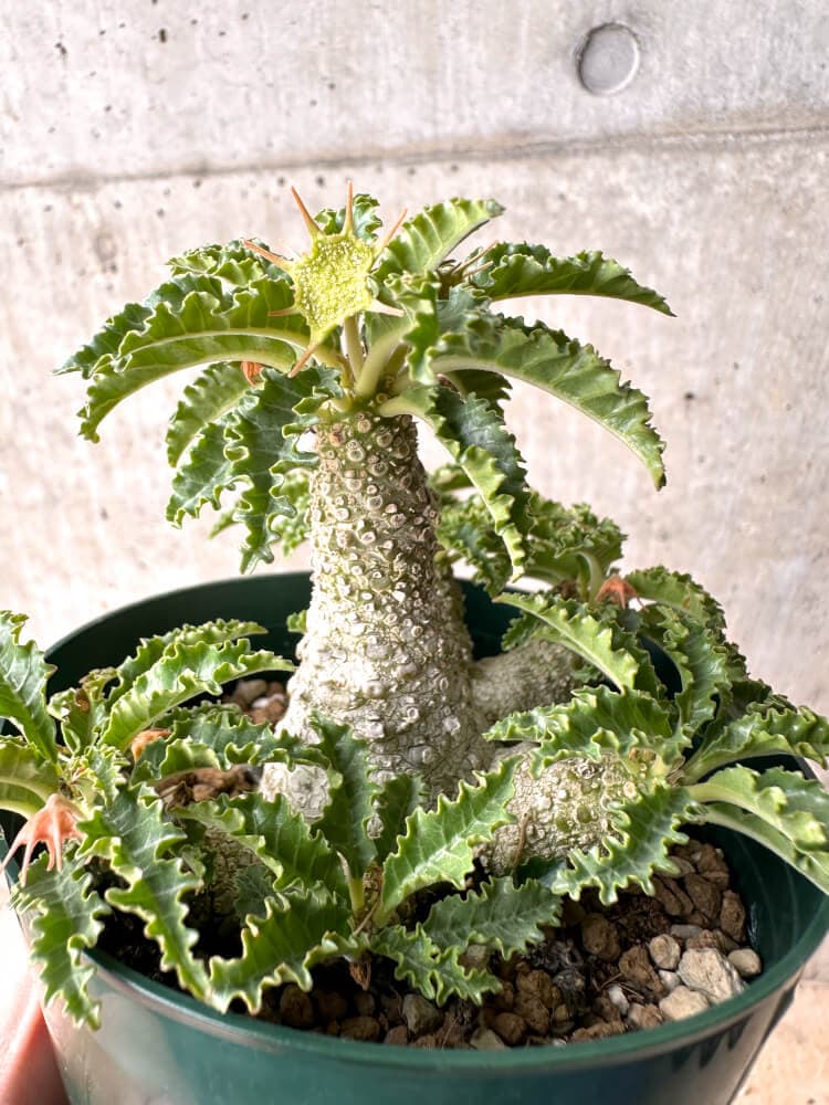 【現品限り】ドルステニア・ホルウッディ【D23】 Dorstenia horwoodii