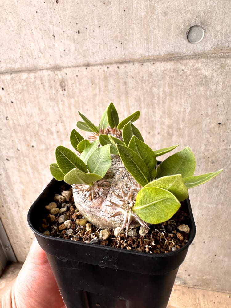 【現品限り】パキポディウム・ブレビカウレ 現地株 2年以上管理【D24】 Pachypodium brevicaule