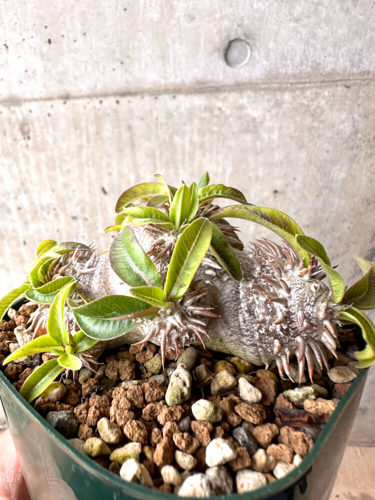 【現品限り】パキポディウム・ブレビカウレ 実生 大株【D25】 Pachypodium brevicaule