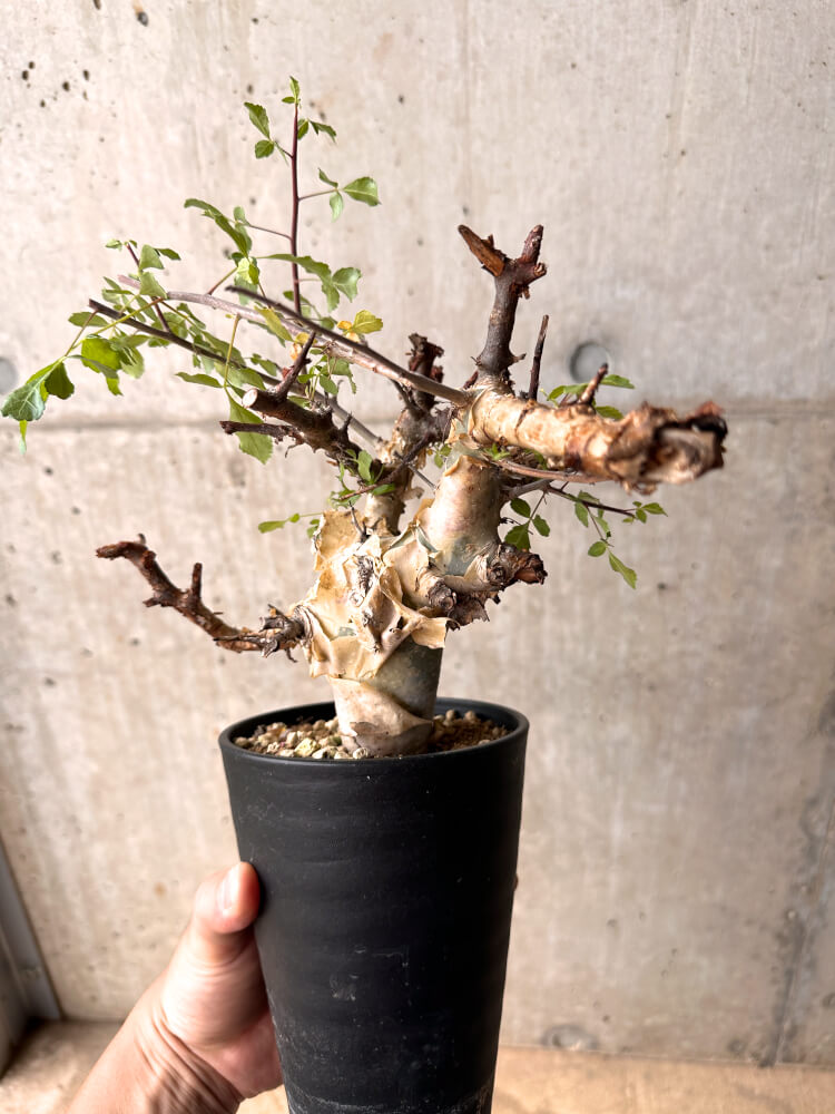 【現品限り】コミフォラ・カタフ ターカネンシス 発根済み 2年以上管理【D2】 Commiphora kataf turkanensis