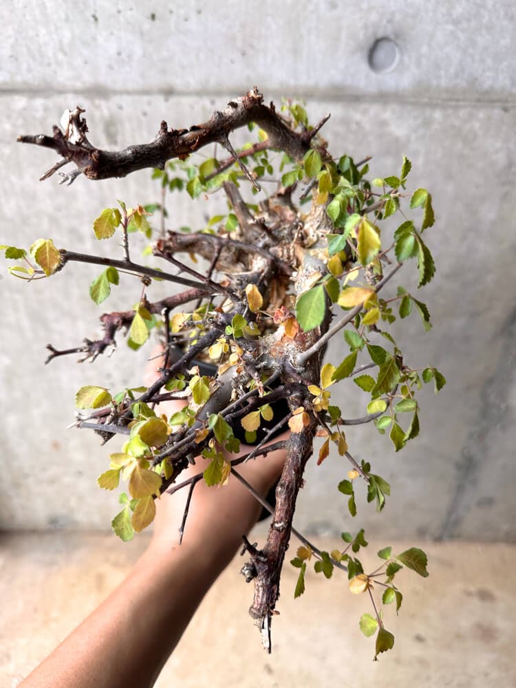 【現品限り】コミフォラ・カタフ ターカネンシス 発根済み 2年以上管理【D3】 Commiphora kataf turkanensis