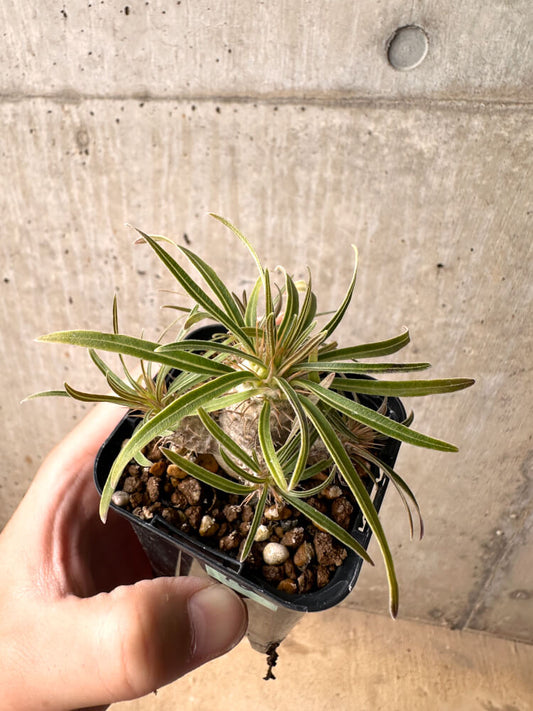 【現品限り】パキポディウム・グラキリス 実生【E10】 Pachypodium gracilius