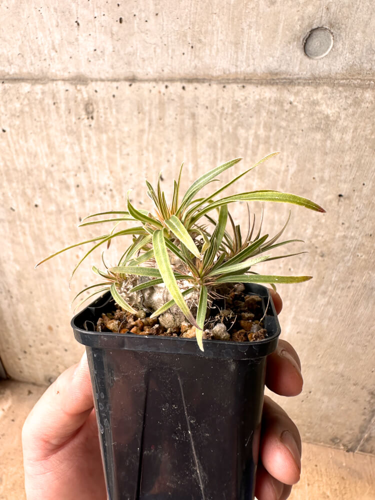 【現品限り】パキポディウム・グラキリス 実生【E10】 Pachypodium gracilius