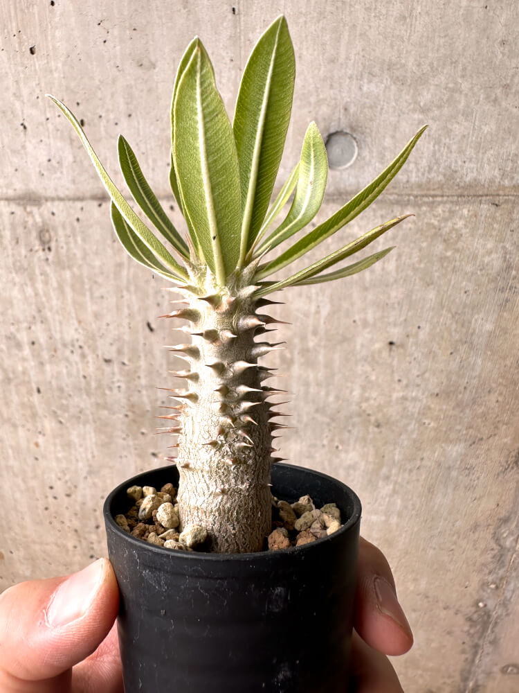 【現品限り】パキポディウム・ロスラーツム 実生【E11】 Pachypodium rosulatum