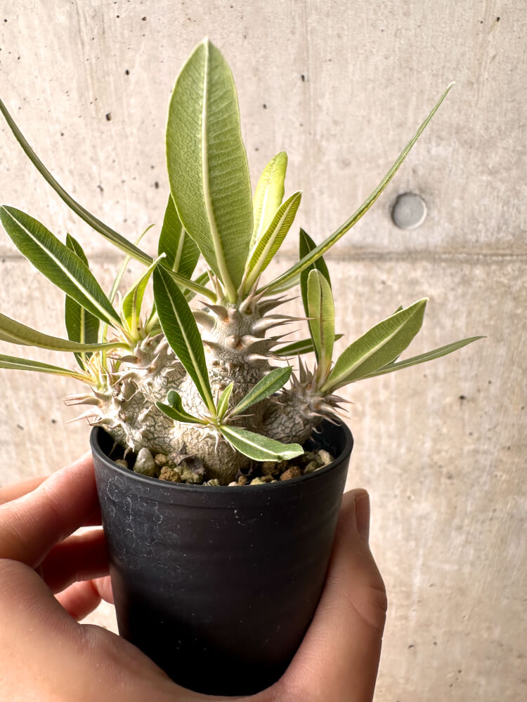 【現品限り】パキポディウム・ロスラーツム 実生【E13】 Pachypodium rosulatum