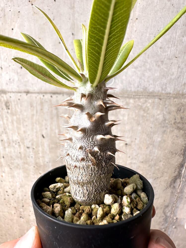【現品限り】パキポディウム・ロスラーツム 実生【E14】 Pachypodium rosulatum