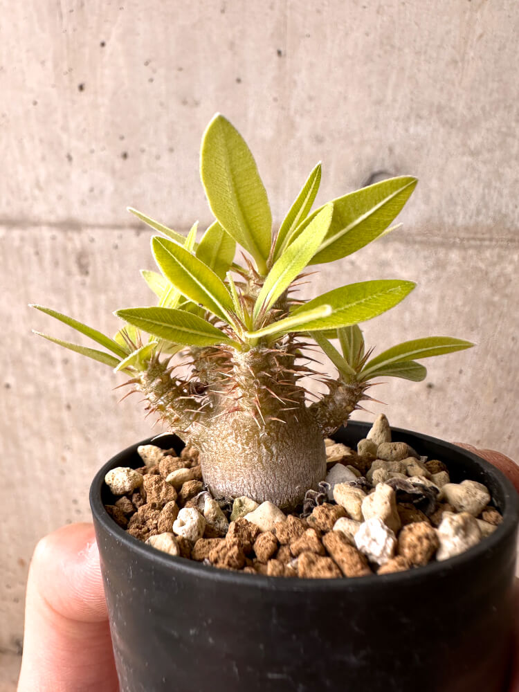 【現品限り】パキポディウム・マカイエンセ【E16】 Pachypodium makayense