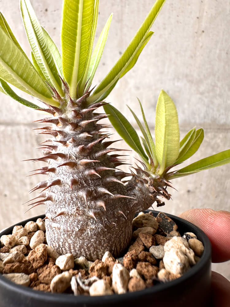 【現品限り】パキポディウム・マカイエンセ【E17】 Pachypodium makayense