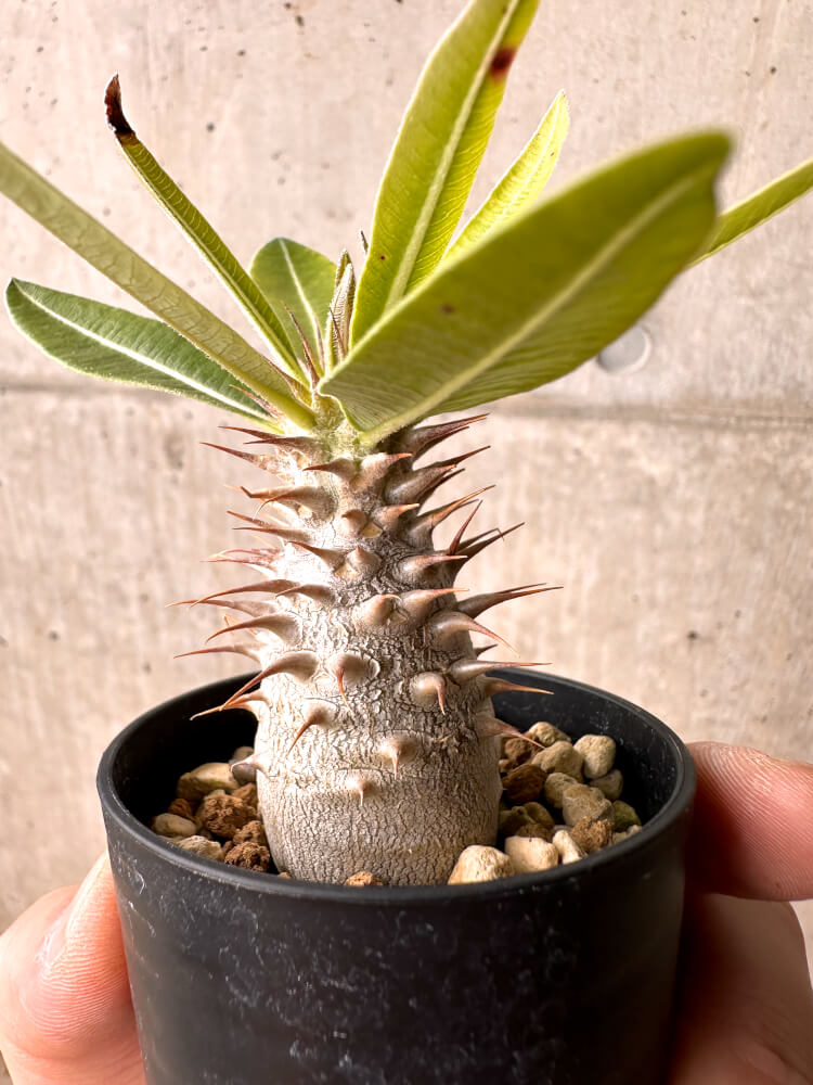 【現品限り】パキポディウム・マカイエンセ【E18】 Pachypodium makayense