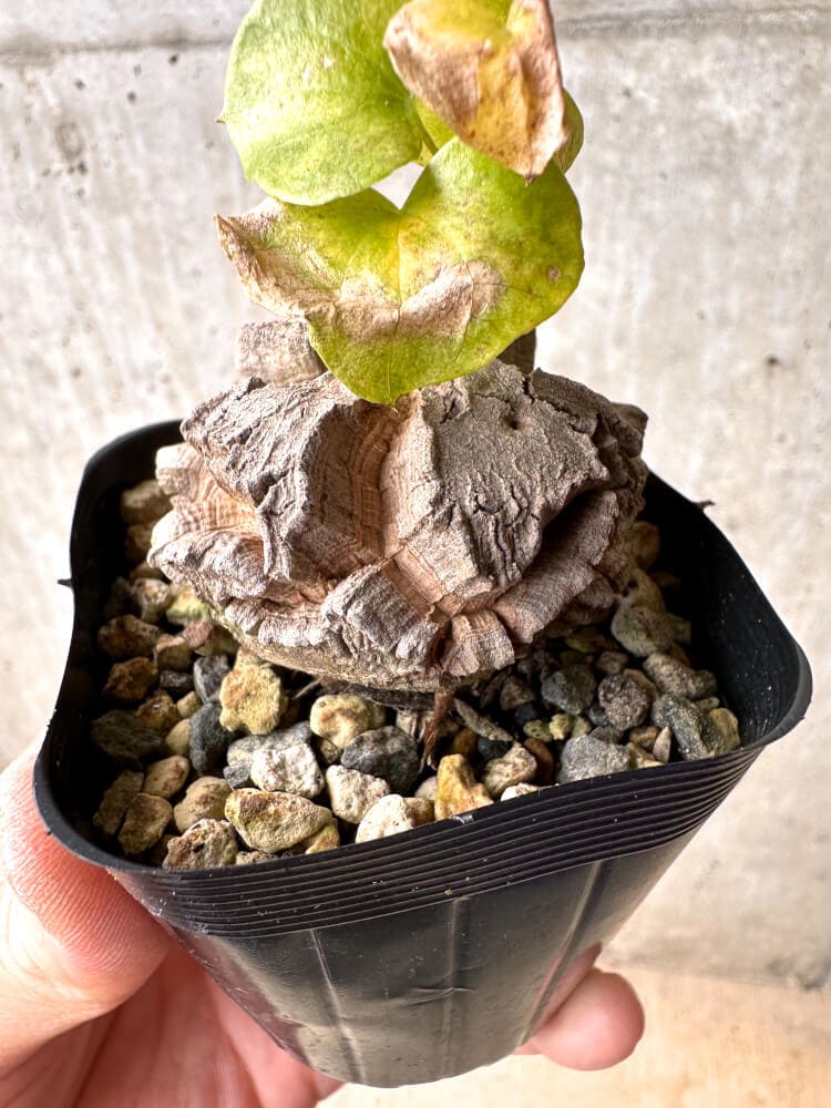 【現品限り】アフリカ亀甲竜【E1】 Dioscorea elephantipes