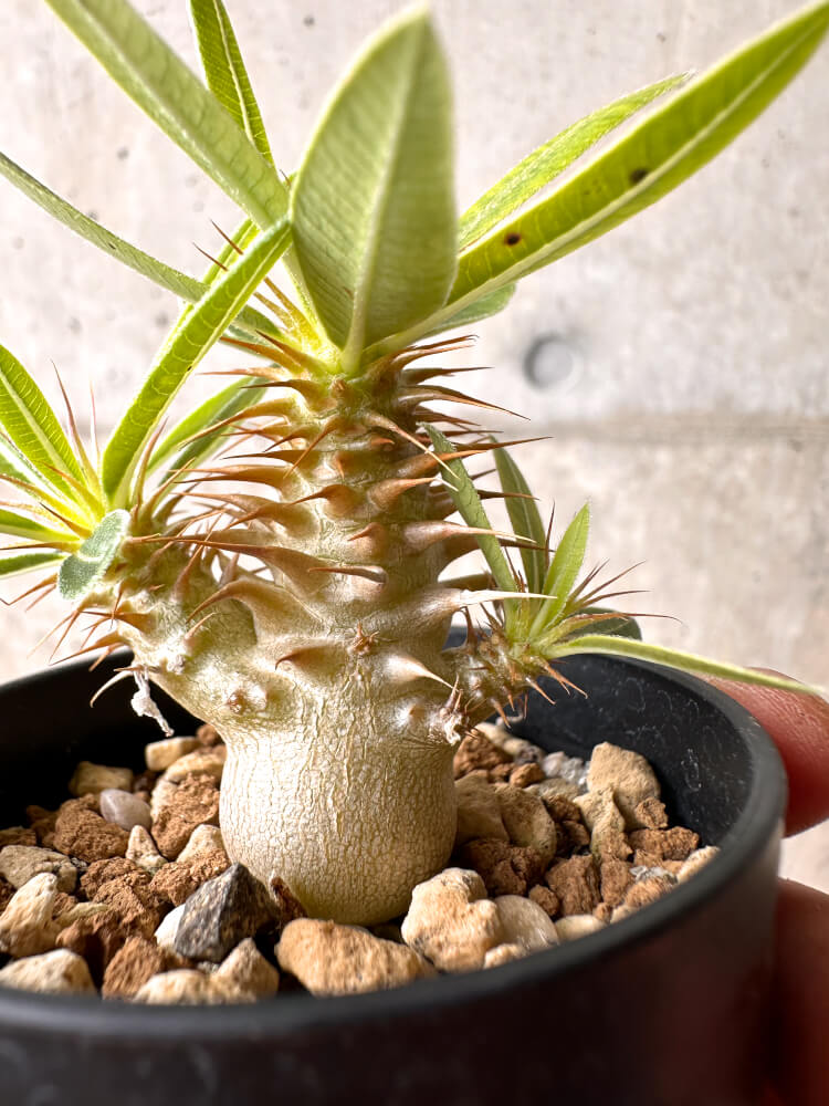 【現品限り】パキポディウム・マカイエンセ【E20】 Pachypodium makayense