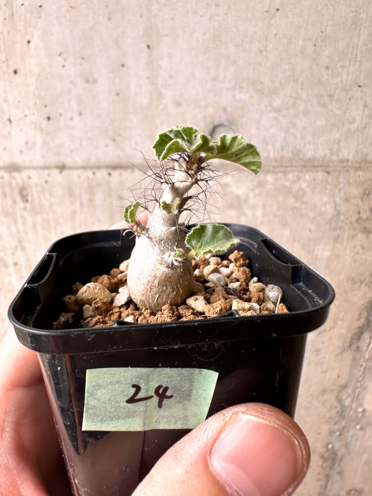 現品限り】ヤトロファ・マルギナータ【E24】 Jatropha marginata 塊根