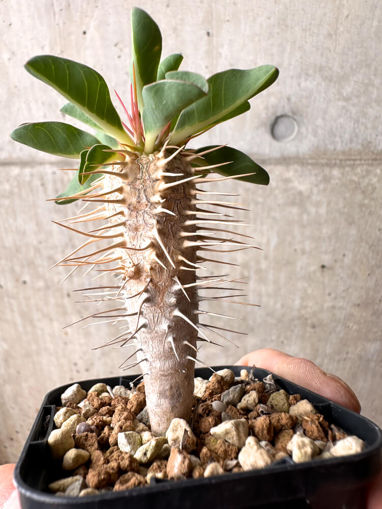 【現品限り】ユーフォルビア・ギラウミニアナ【E31】 Euphorbia guillauminiana