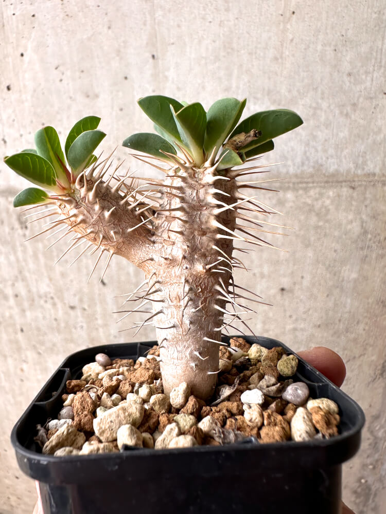 【現品限り】ユーフォルビア・ギラウミニアナ【E32】 Euphorbia guillauminiana