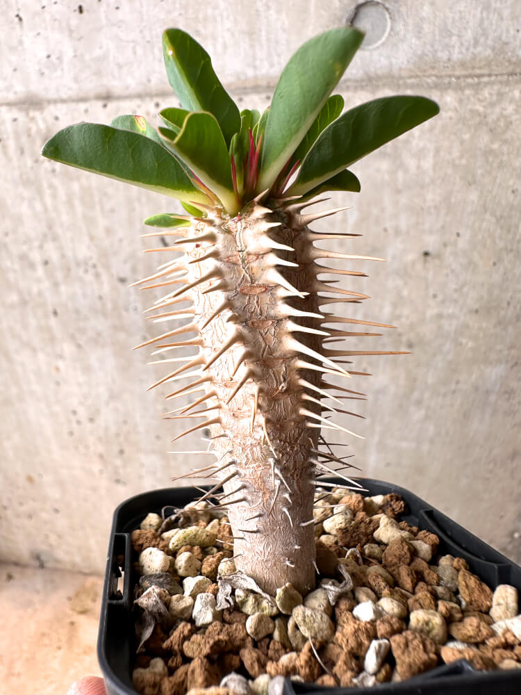 【現品限り】ユーフォルビア・ギラウミニアナ【E33】 Euphorbia guillauminiana