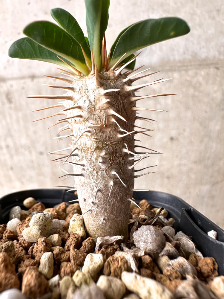 【現品限り】ユーフォルビア・ギラウミニアナ【E34】 Euphorbia guillauminiana