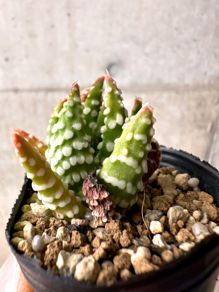 【現品限り】ハオルチア・プミラ・ドーナツ 5cmポット【E36】 Haworthia pumila Donuts