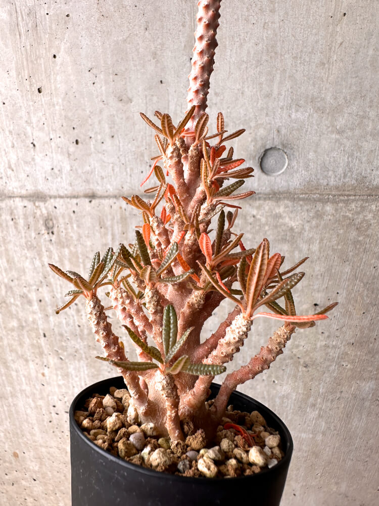 【現品限り】ドルステニア・ギガス ブラータ 挿し木 発根済み【E41】 Dorstenia gigas bullata