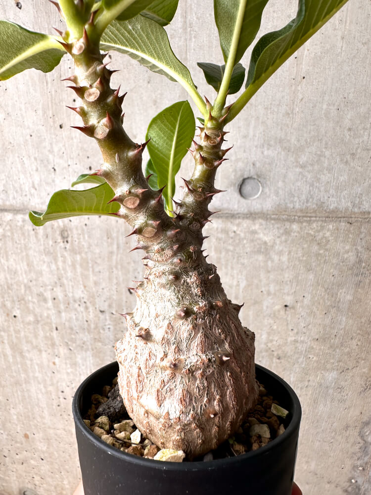 【現品限り】パキポディウム・ウィンゾリー 大株 実生【E42】 Pachypodium windsorii