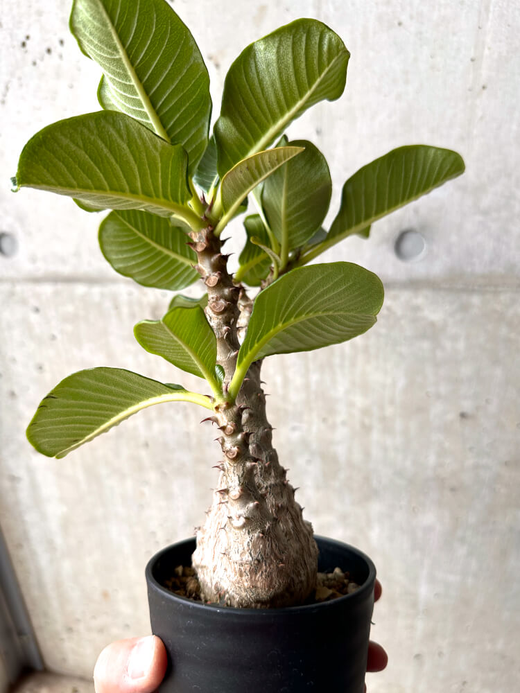 【現品限り】パキポディウム・ウィンゾリー 大株 実生【E43】 Pachypodium windsorii
