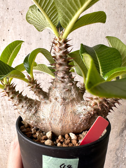【現品限り】パキポディウム・ウィンゾリー 大株 実生【E44】 Pachypodium windsorii