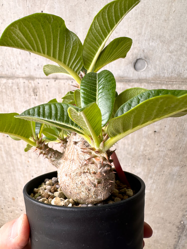 【現品限り】パキポディウム・ウィンゾリー 大株 実生【E44】 Pachypodium windsorii