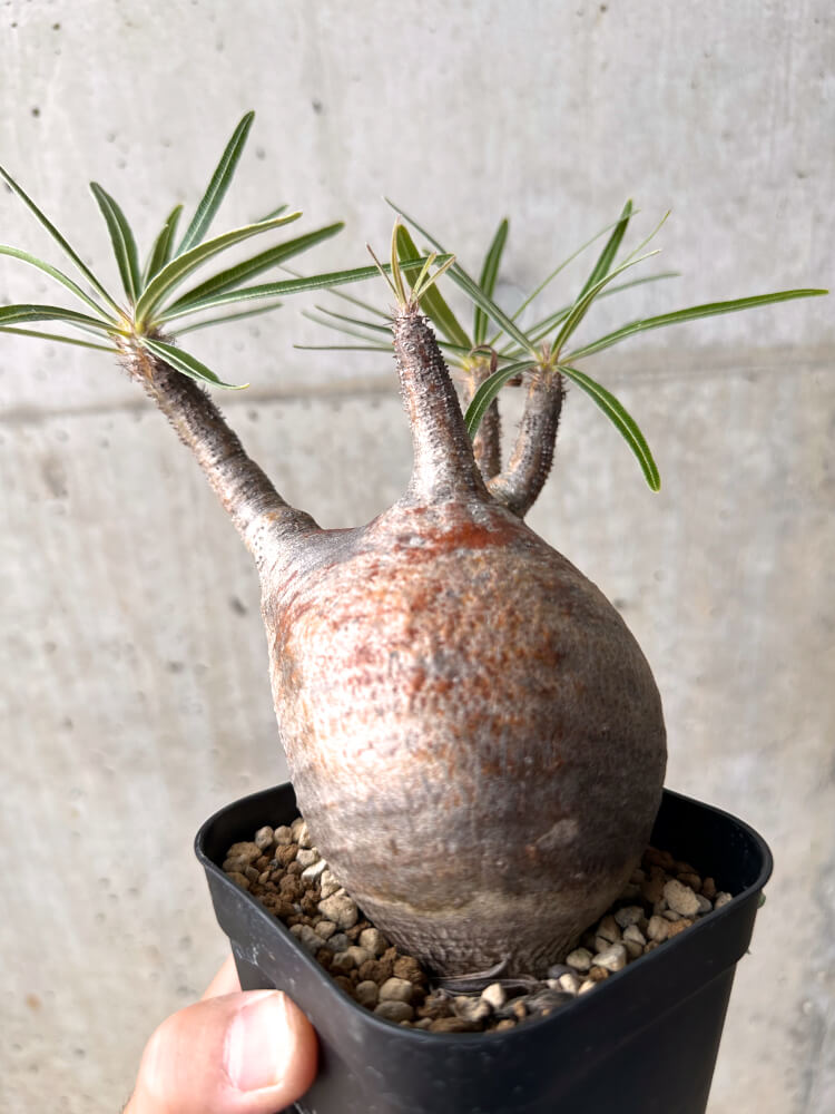 【現品限り】パキポディウム・グラキリス 現地株 発根済み 2年ほど管理【E45】 Pachypodium gracilius