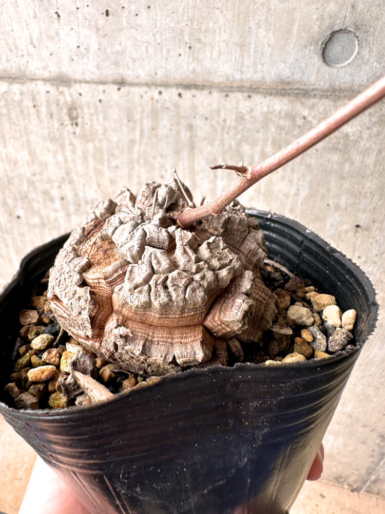【現品限り】アフリカ亀甲竜 12cmポット【E53】 Dioscorea elephantipes
