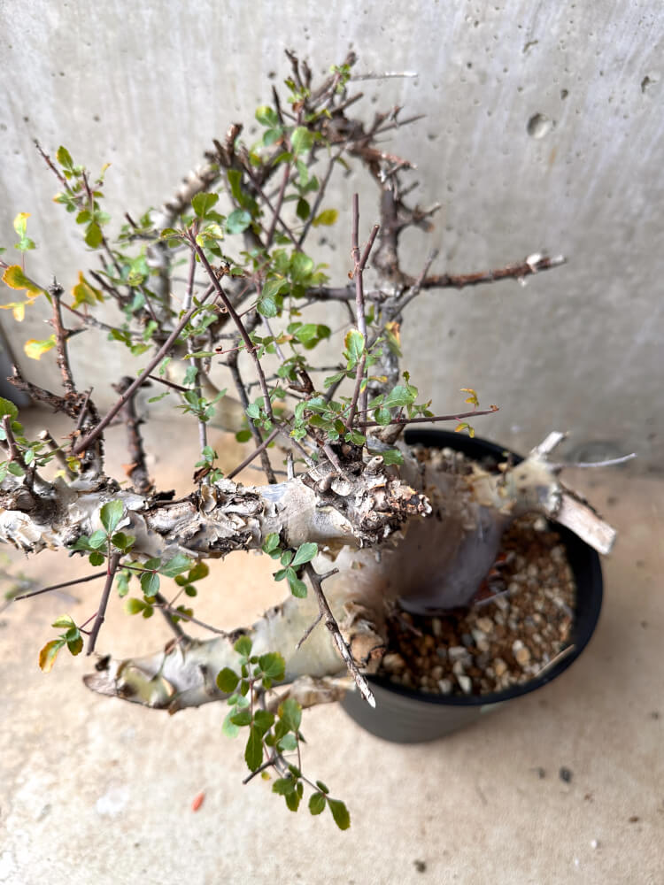【現品限り】コミフォラ・カタフ ターカネンシス 大株 発根済み 2年以上管理【E54】 Commiphora kataf turkanensis