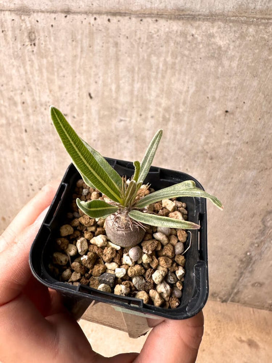 【現品限り】パキポディウム・グラキリス 実生【E7】 Pachypodium gracilius