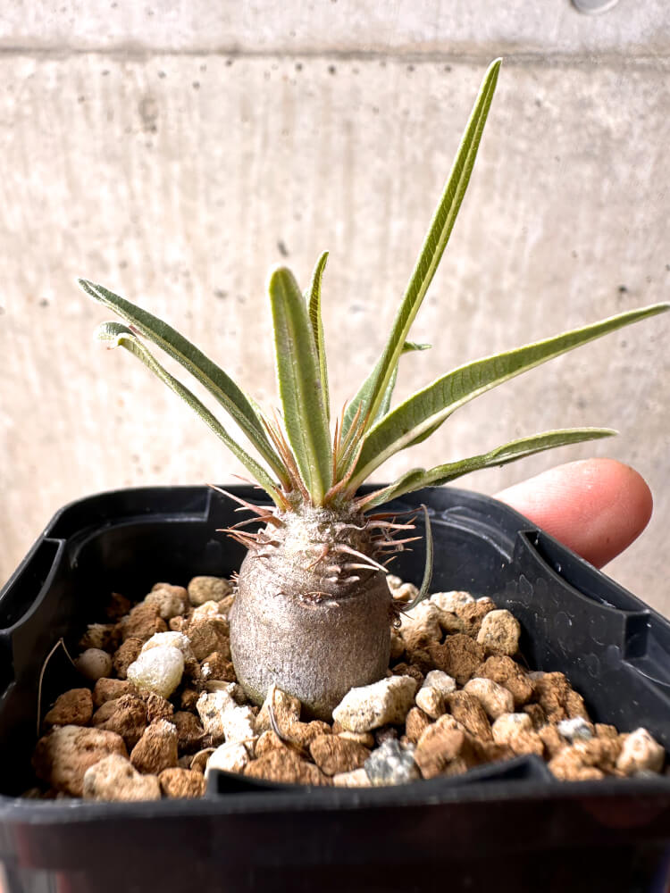 【現品限り】パキポディウム・グラキリス 実生【E7】 Pachypodium gracilius