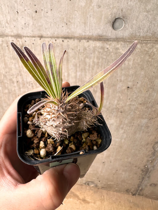 【現品限り】パキポディウム・グラキリス 実生【E8】 Pachypodium gracilius